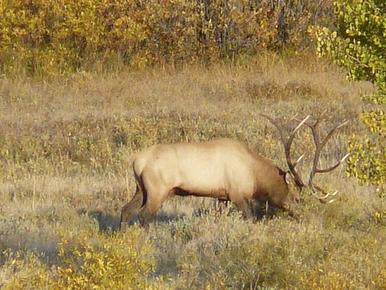 Bull Elk