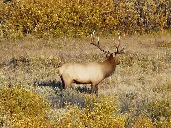 Bull Elk