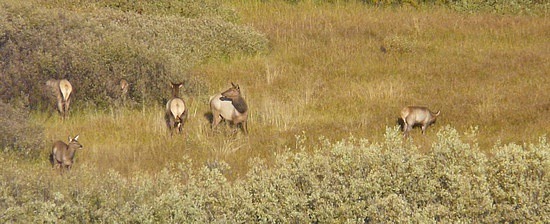 Elk herd