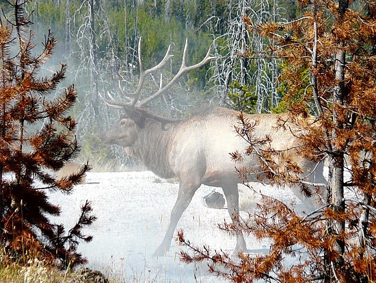 Elk at West Thumb