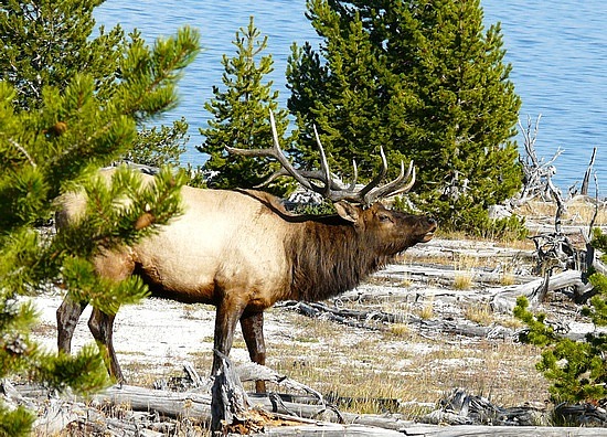 Bugling Elk at Yellowstone Lake