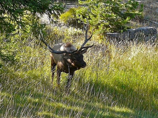 Bull Elk