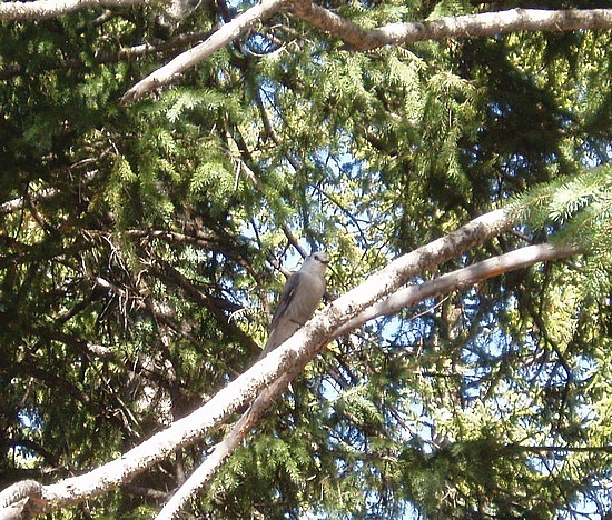 Clark's Nutcracker