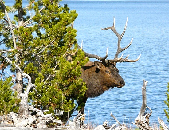 Elk with Yellowstone Lake in Background