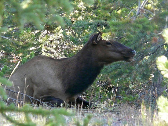 Mama Elk at West Thumb