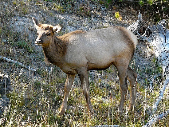 Young Elk