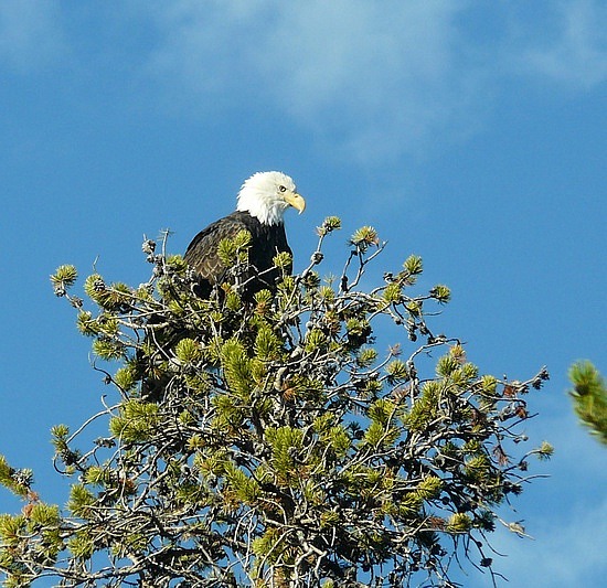 Bald Eagle