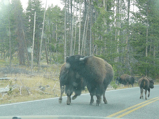 Buffalo Butting Heads