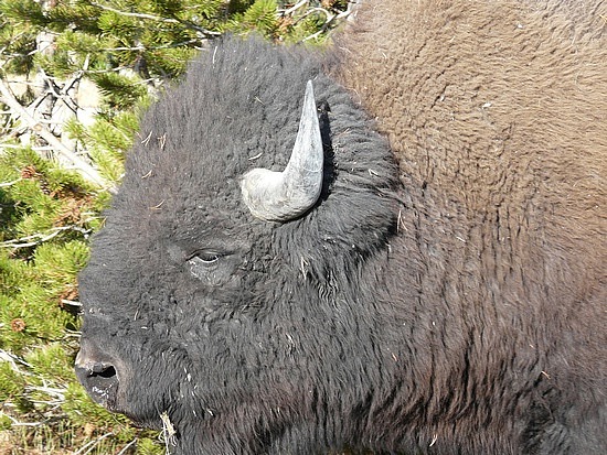 Buffalo Next to Car