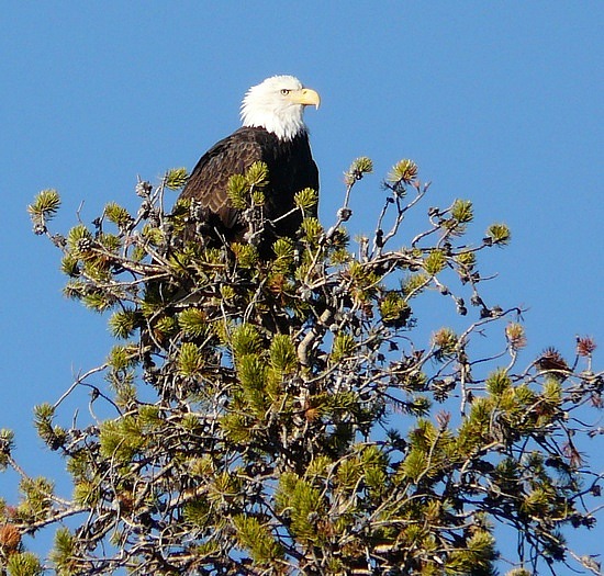 Bald Eagle