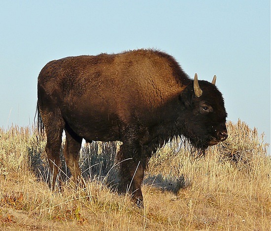 Buffalo