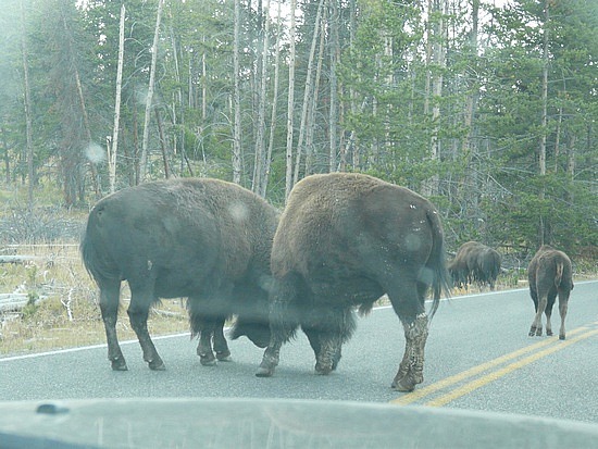 Buffalo Butting Heads