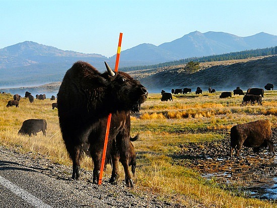 Buffalo Scratching an Itch