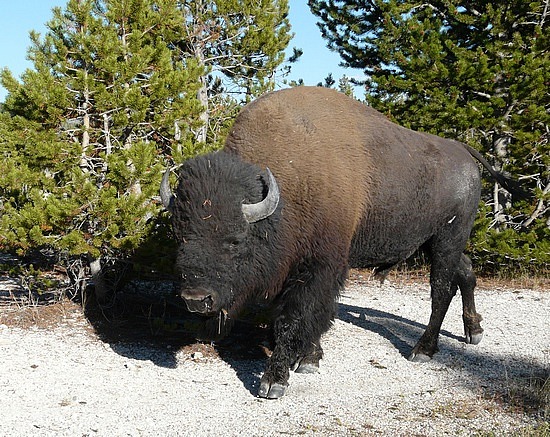 Buffalo Next to Car 