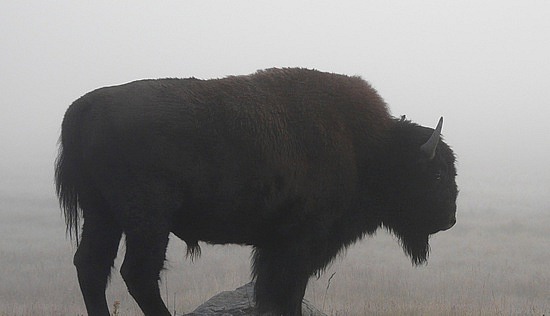 Buffalo at Dawn