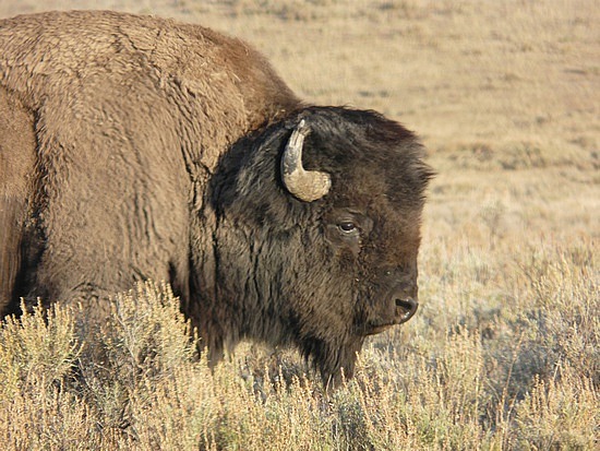 Buffalo