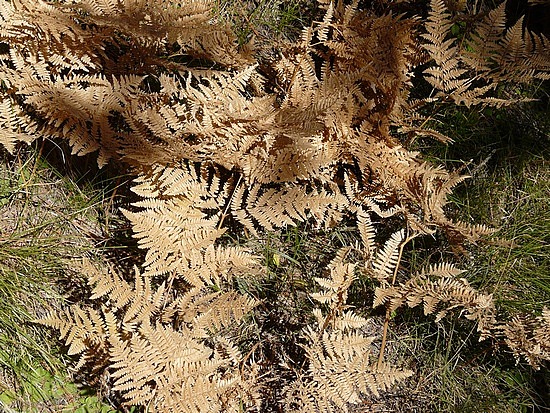 Ferns in Fall Color