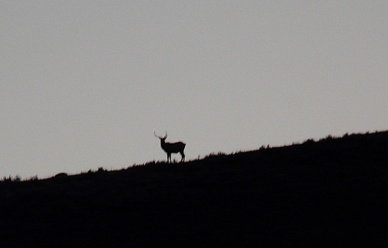 Elk at Dusk