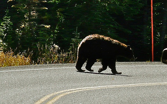 Black Bear