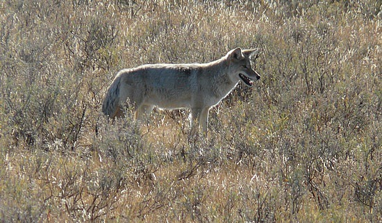 Coyote