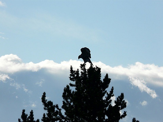 Swainson's Hawk