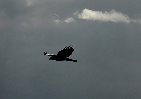 Swainson's Hawk