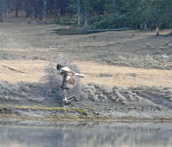 Swainson's Hawk