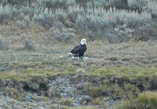 Bald Eagle After Breakfast