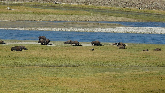 Bison Enjoying the Morning