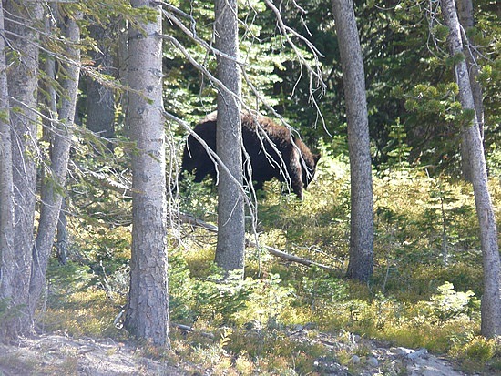 Black Bear