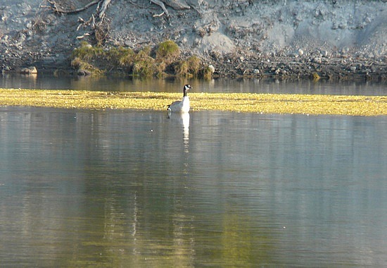 Canadian Goose on Yellowstone River