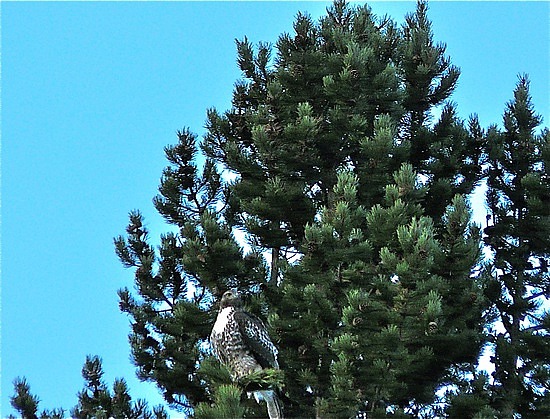 Swainson's Hawk