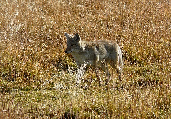 Coyote Hunting