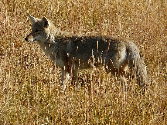 Coyote