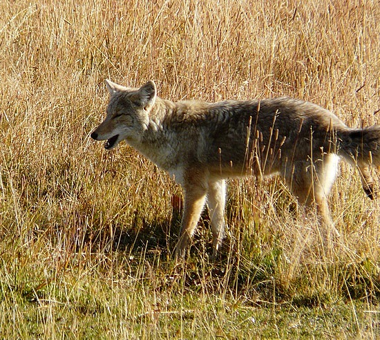 Coyote Hunting