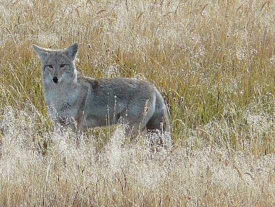 Coyote