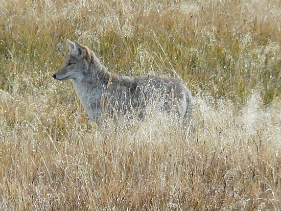 Coyote