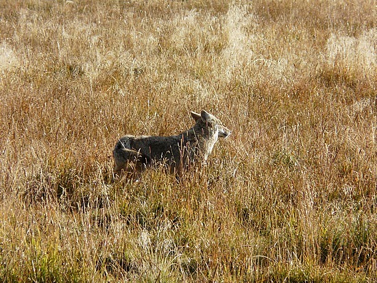 Coyote Hunting