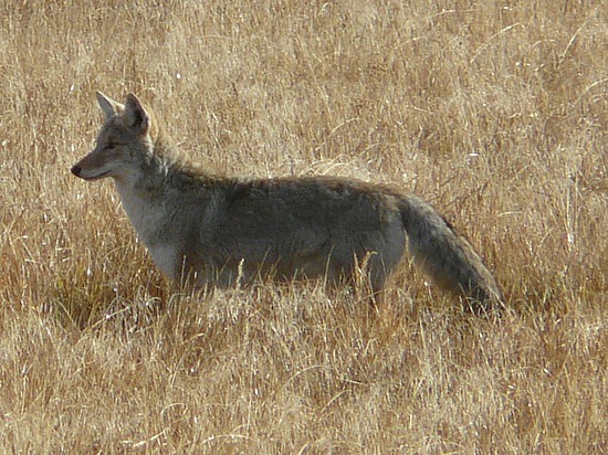 Coyote