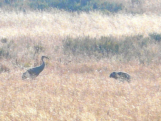 Blue Herons