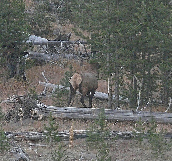 Bull Elk