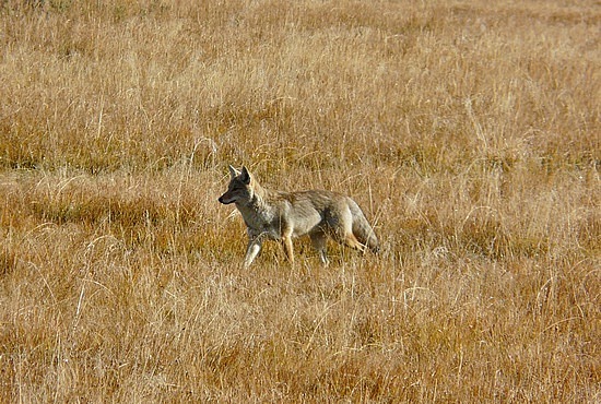 Coyote Hunting