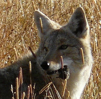 Coyote with a Catch