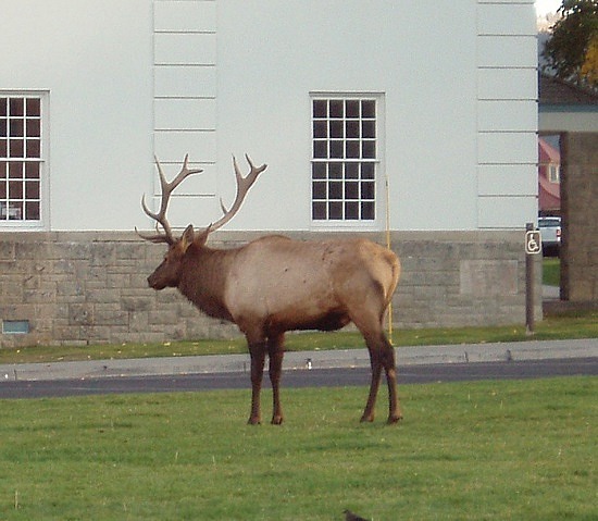 Elk at Mammoth