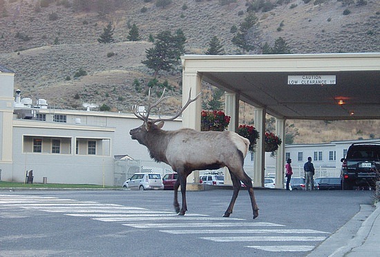 Bugling Elk at Mammoth