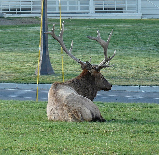 Elk at Mammoth