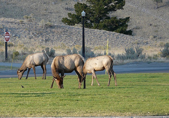 Elk at Mammoth