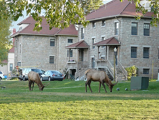 Elk at Mammoth