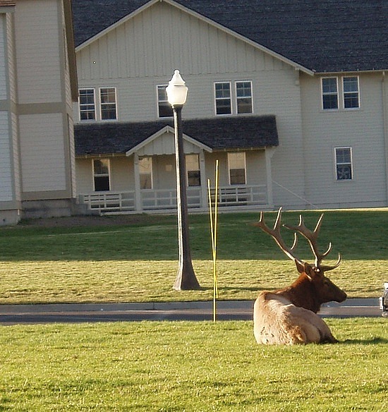 Elk at Mammoth