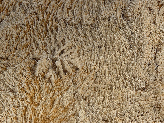 Mammoth Hot Springs